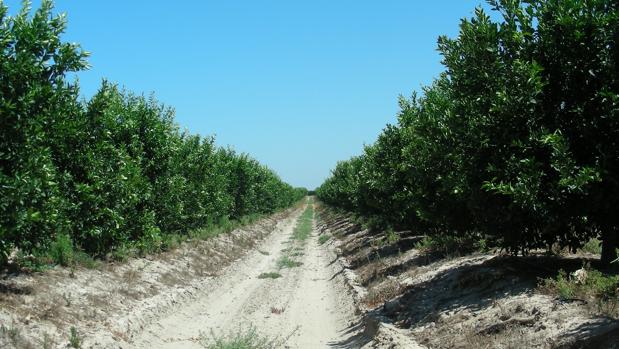 Conseguir una política agraria favorable para Andalucía es vital para la supervivencia del campo andaluz