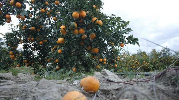 El futuro de la PAC depende de las negociaciones en los órganos europeos