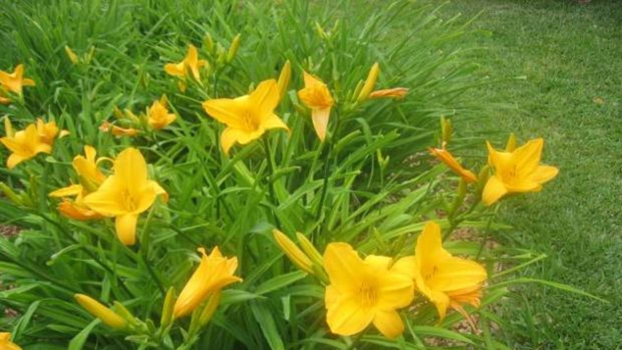 plantar lirios amarillos ayuda a mantener la estabilidad de los canales de drenaje