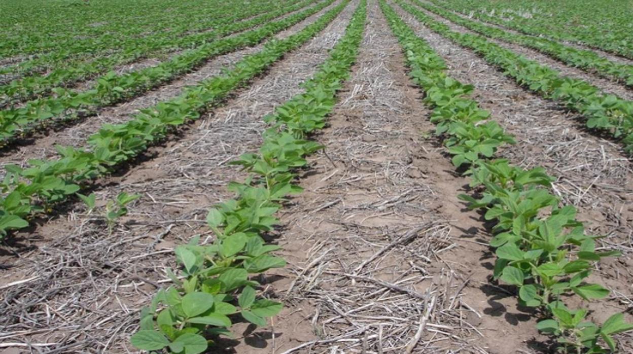 Mantener una cubierta permanente evita la erosión