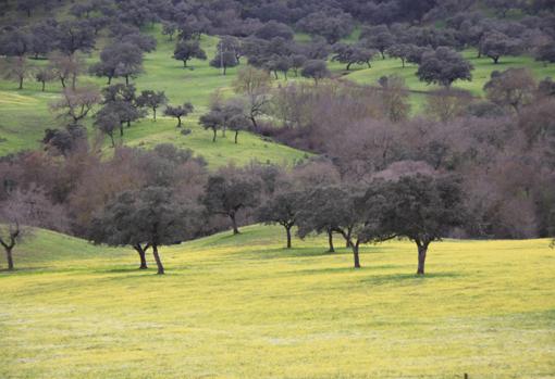 Paisaje de Dehesa