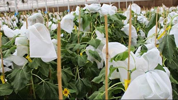 Corteva Agriscience, donde renace fortalecido el girasol