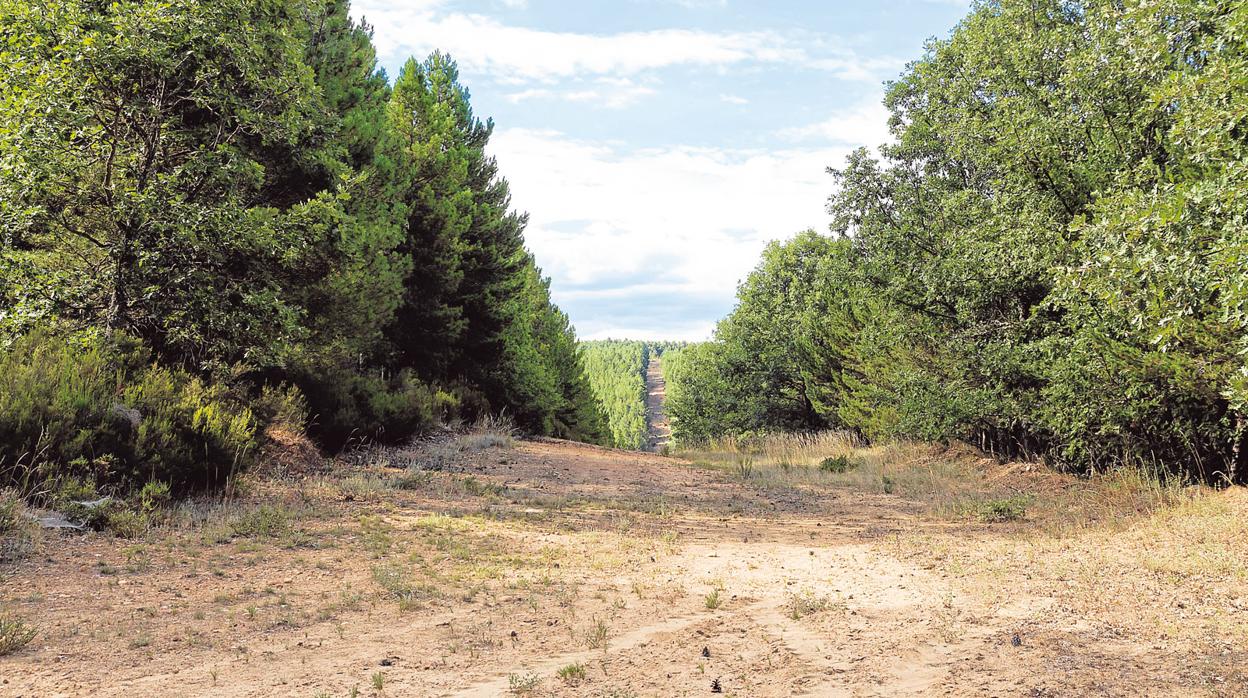 La Consejería solo ha convocado hasta la fecha las ayudas a la prevención de incendios