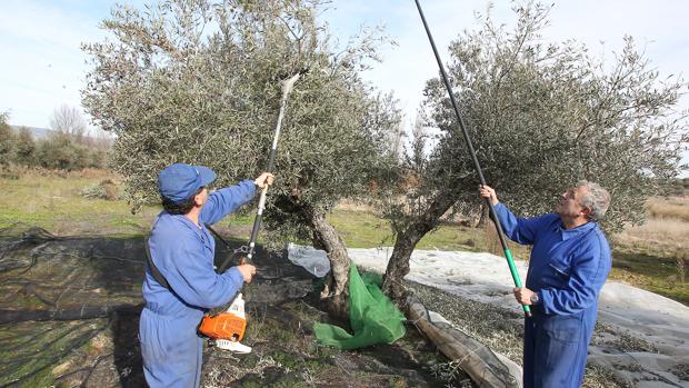 Los salarios en el campo sevillano subirán el próximo año