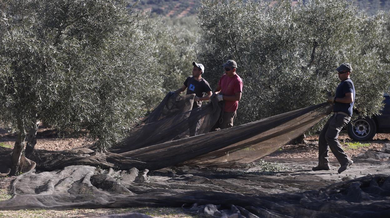 Trabajadores del campo dedicados a las tareas de recolección de la aceituna