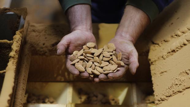 Andalucía multiplica por siete en una década la venta de almendras