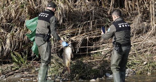 El agua contaminada que ha llegado al río Besòs ha provocado una mortandad masiva de peces