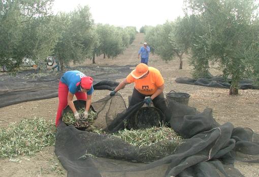Recogida de la aceituna