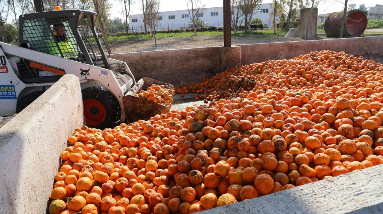 Emasesa utiliza naranjas para acelerar la producción de biogás