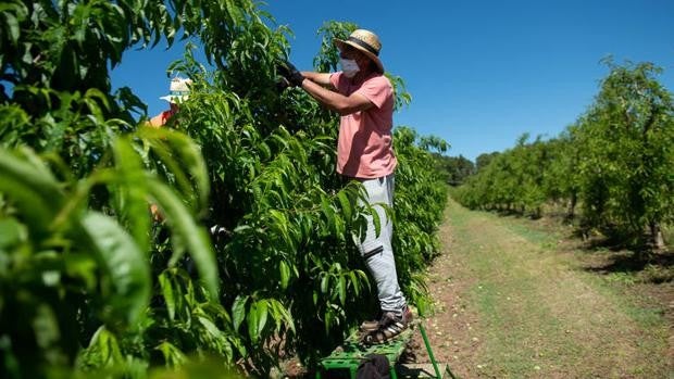Así es el subsidio de entre 460 y 620 euros al mes para los trabajadores del campo