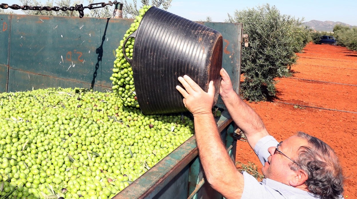 En Andalucía hay 240 instalaciones industriales dedicadas a la aceituna de mesa