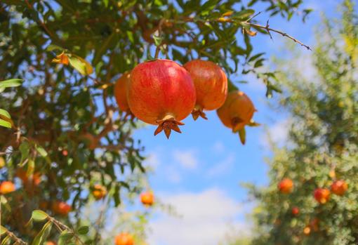 La temporada de la granada es el otoño