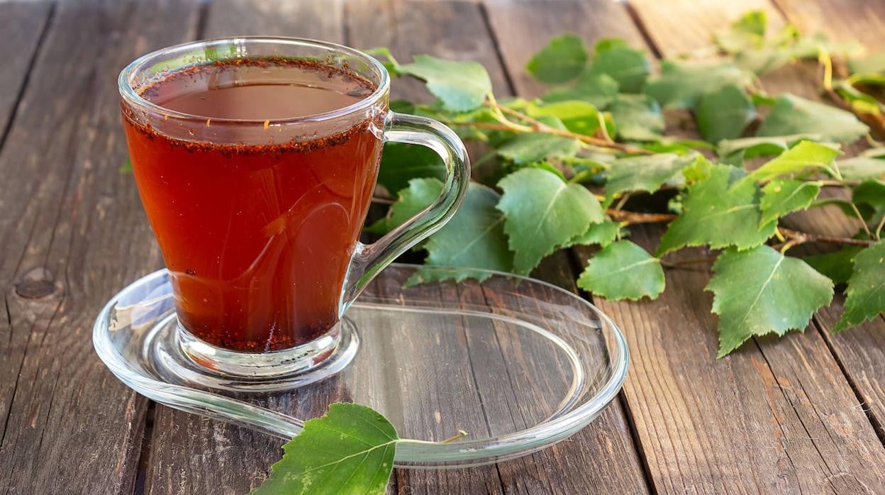 El abedul ha sido considerado un árbol mágico durante milenios