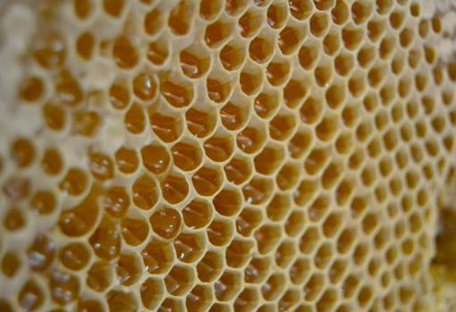 Detalle del panal con miel