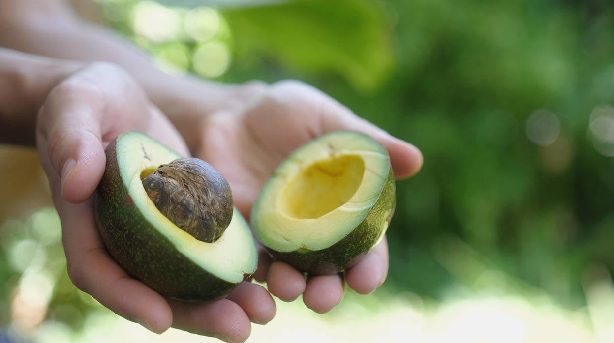 Sigue los consejos del cocinero vasco para pelar aguacates fácilmente