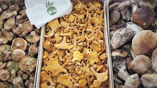 Restaurantes para disfrutar de la temporada de setas en Córdoba