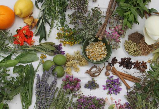 Variedad de plantas medicinals con efecto calmante