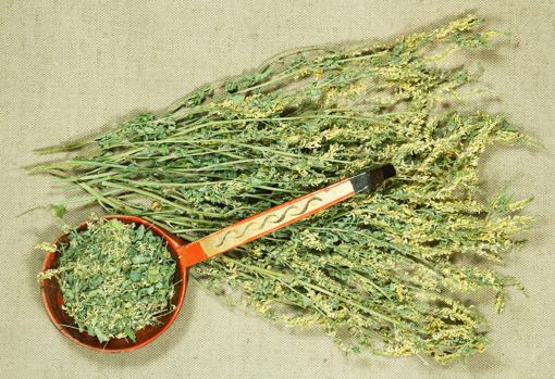 El meliloto se considera una planta medicinal