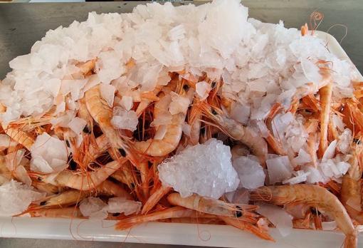 Caballito de mar, nueva vida para la mítica Cigala de Oro de José Laguillo