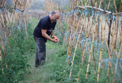 En el Huerto de Don Luis hay ocho especies de tomates