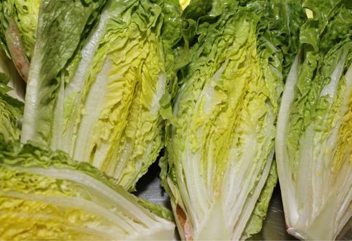 Cogollos de lechuga