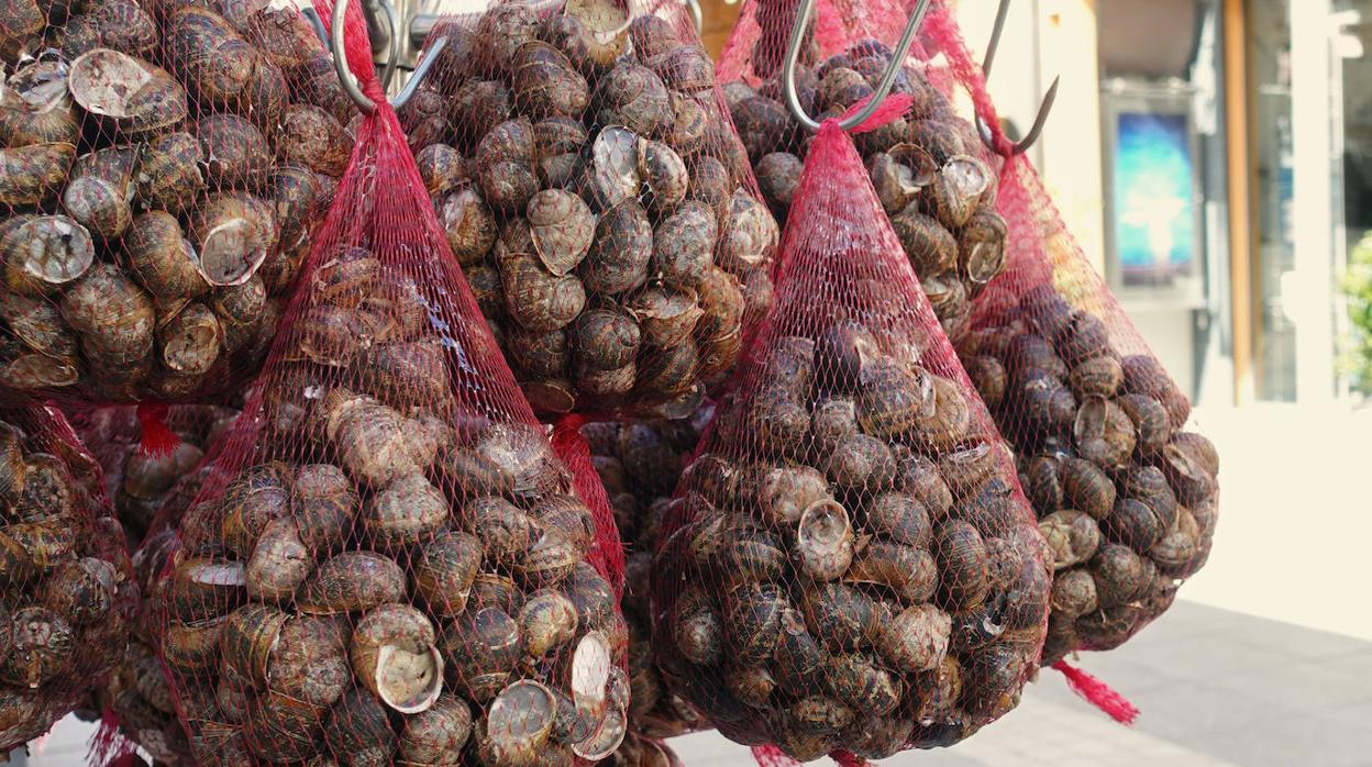 Hay que purgar los caracoles antes de cocinarlos