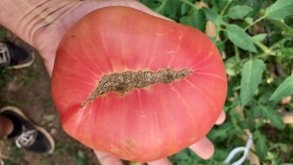 El auténtico tomate rosa de Alcolea vuelve con más fuerza que nunca