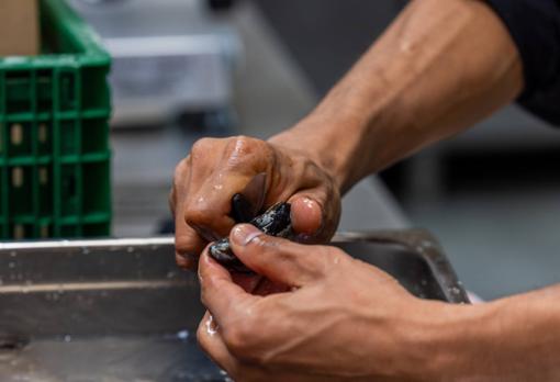 Limpiar mejillones es sencillo con este truco