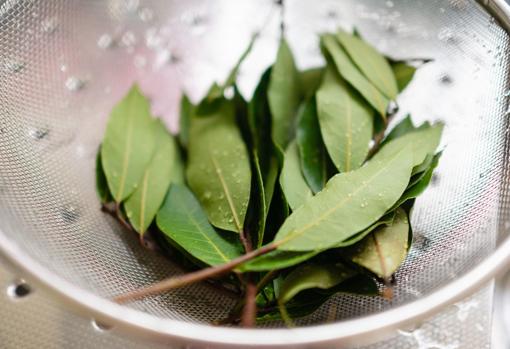 El laurel es una plata muy versátil en la cocina