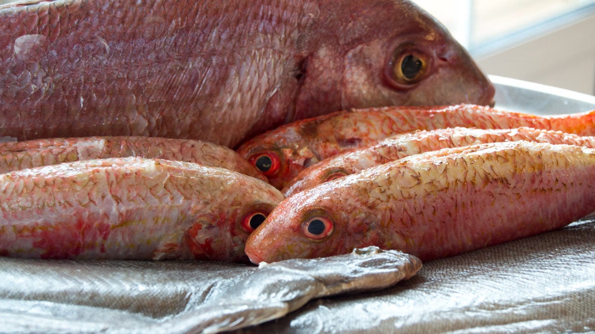 Salmonetes de Las Dunas en Mazagón