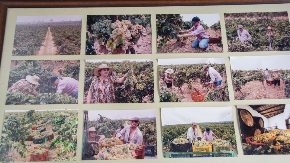 SEVILLA. 08-10-2016. RUTA DEL MOSTO EN EL ALJARAFE. BODEGA EL CAIMÁN EN BOLLULLOS. FOTO: RAFAEL SÁNCHEZ. ARCHSEV.