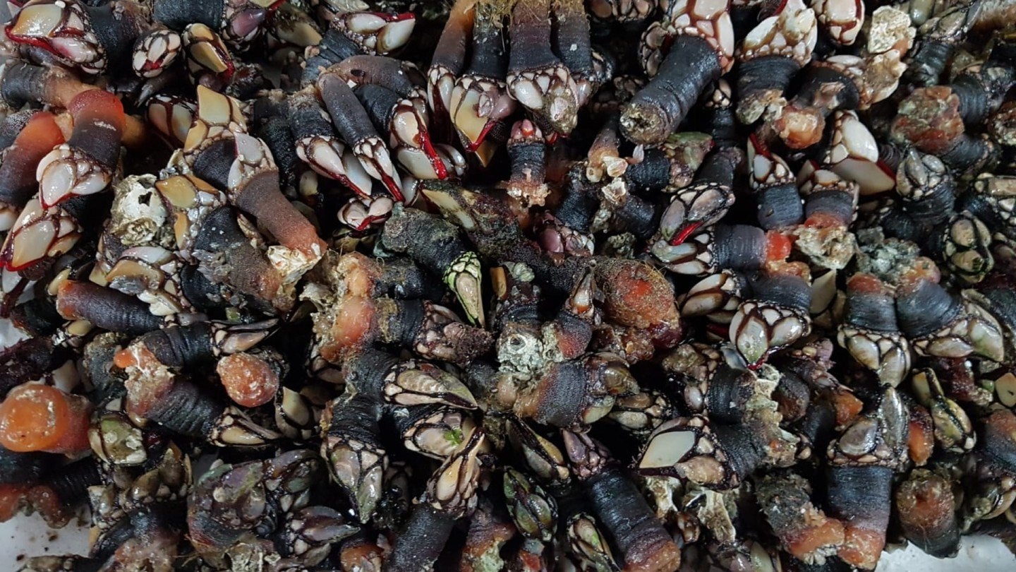 Percebes-cibeles-cordoba