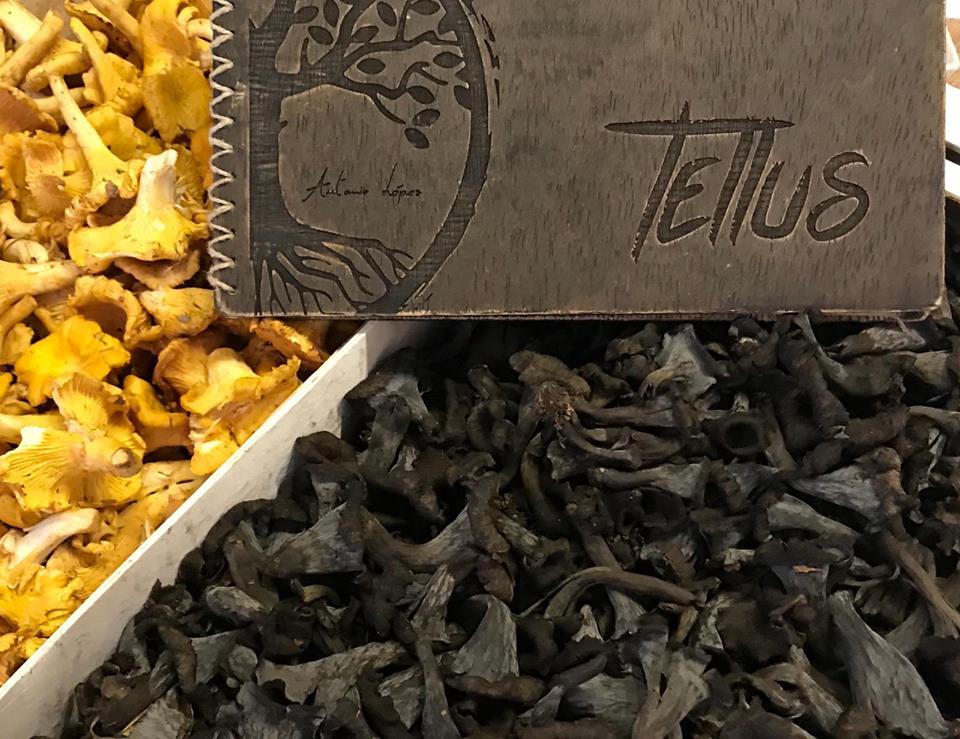 tellus45