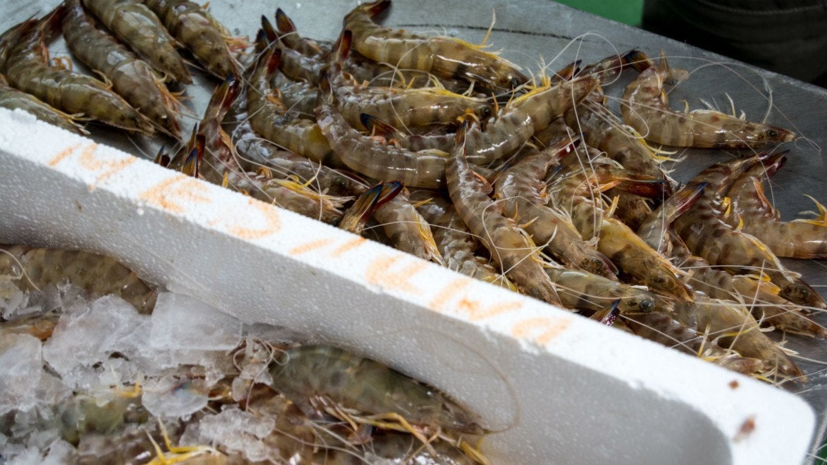 lonja-eduardo-guardiola-12