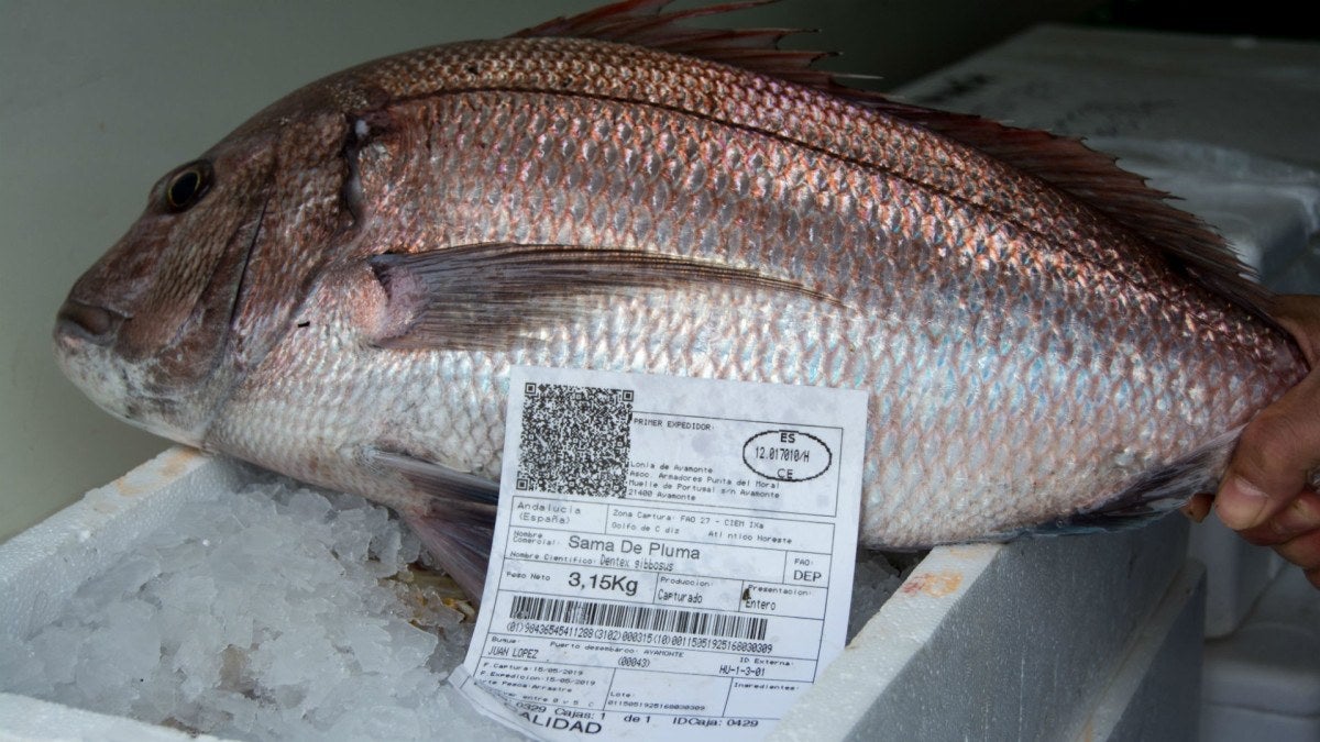 lonja-eduardo-guardiola-2