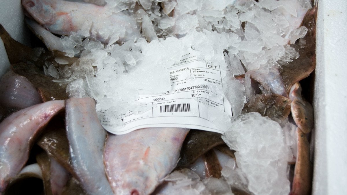 lonja-eduardo-guardiola-21