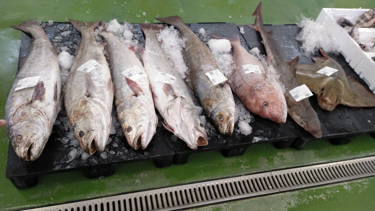 lonja-eduardo-guardiola-24