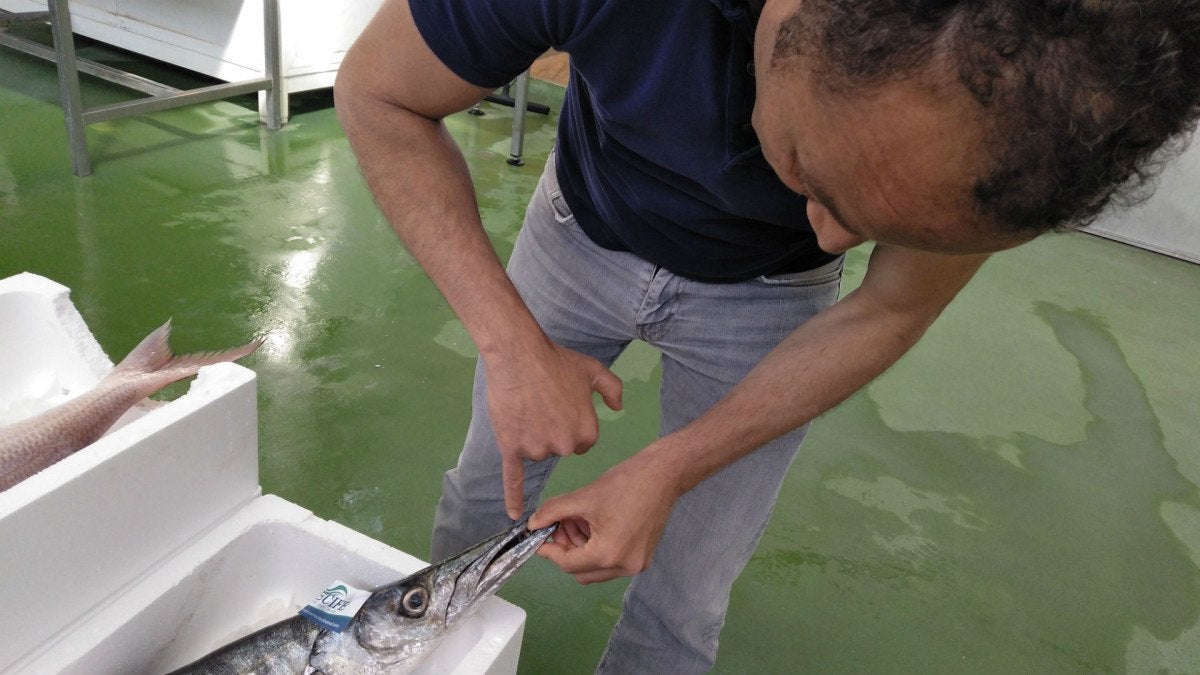 lonja-eduardo-guardiola-26