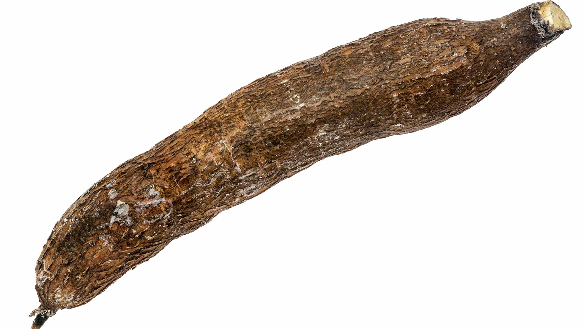 La Yuca: beneficios, propiedades y recetas de este tubérculo maya