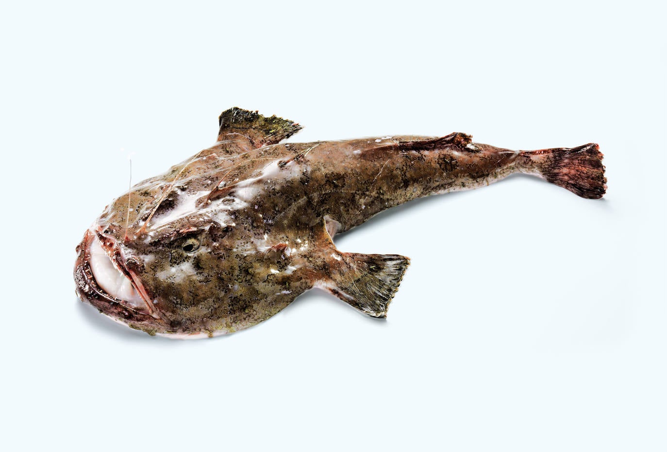 17 Recetas De Rape Un Pescado Perfecto Para Sopas Y Caldos 17-recetas-de-rape-un-pescado-perfecto-para-sopas-y-caldos