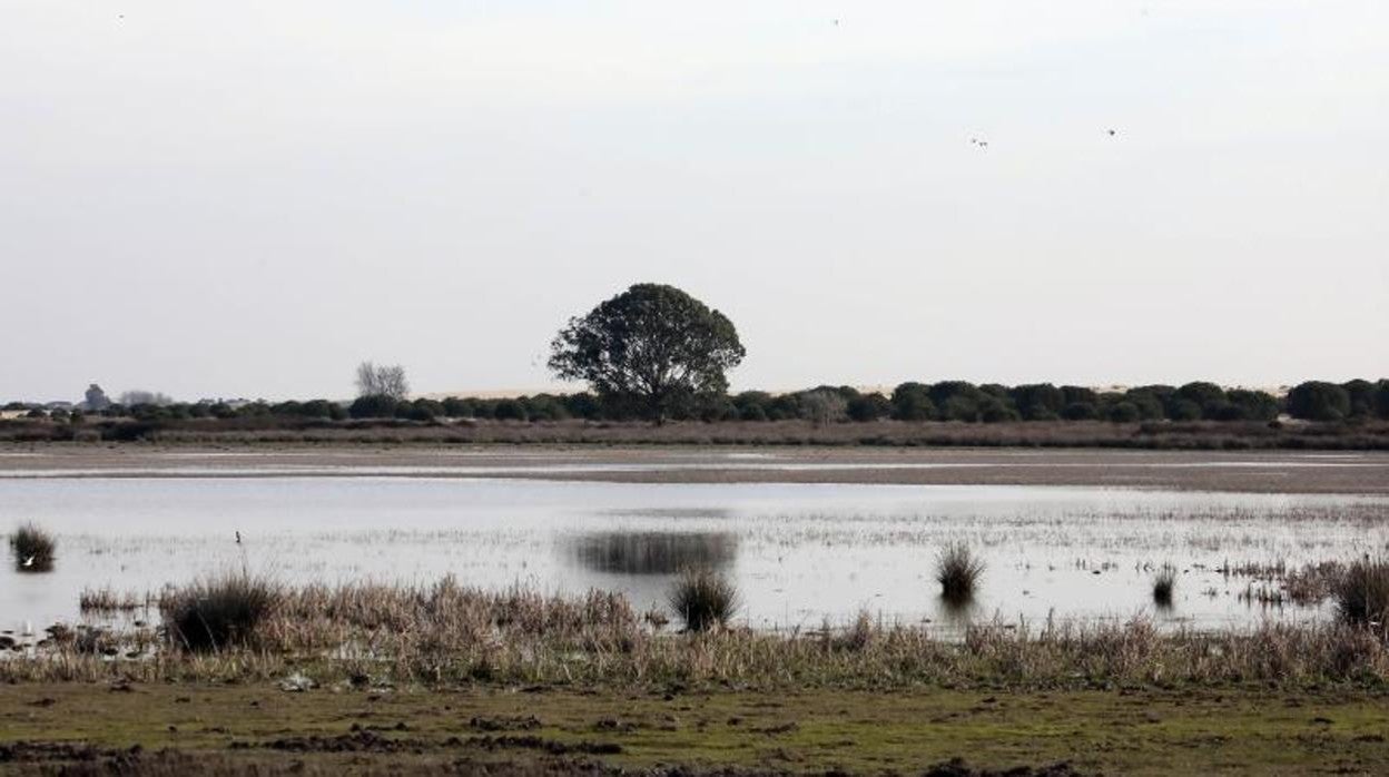 Imagen de Doñana tomada en el 50 aniversario de su declaración como parque nacional