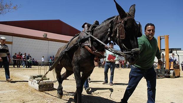 El concurso recuerda las pruebas que se hacían antiguamente para vender mulos