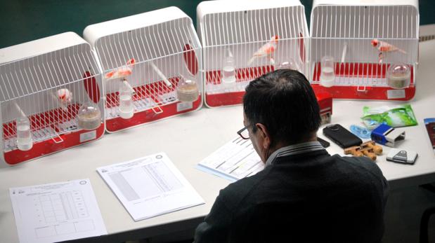 Unos jueces que deben superar un exigente examen de sus conocimientos se encargan de evaluar los pájaros