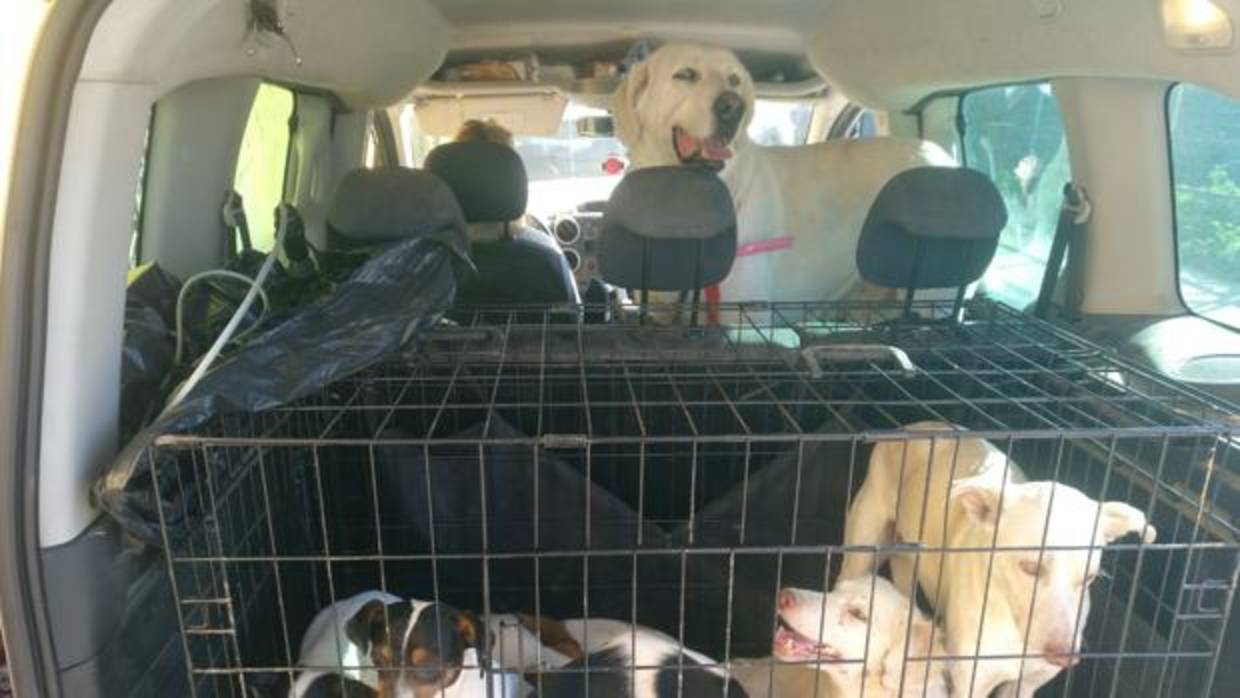 Los perros rescatados de la finca