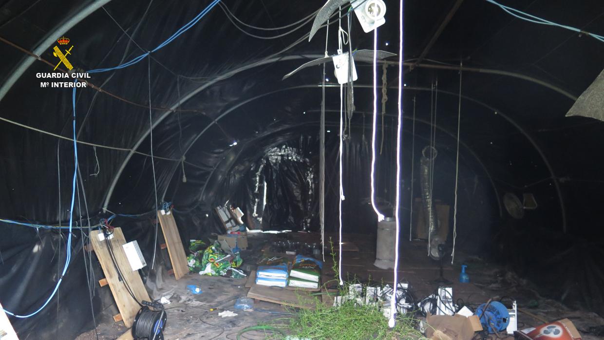 El Instituto Armado observó cómo se había realizado un semillero de unas 200 plantas