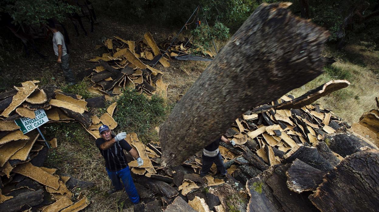 La Junta impulsa en Almadén de la Plata la primera escuela de descorche de Andalucía