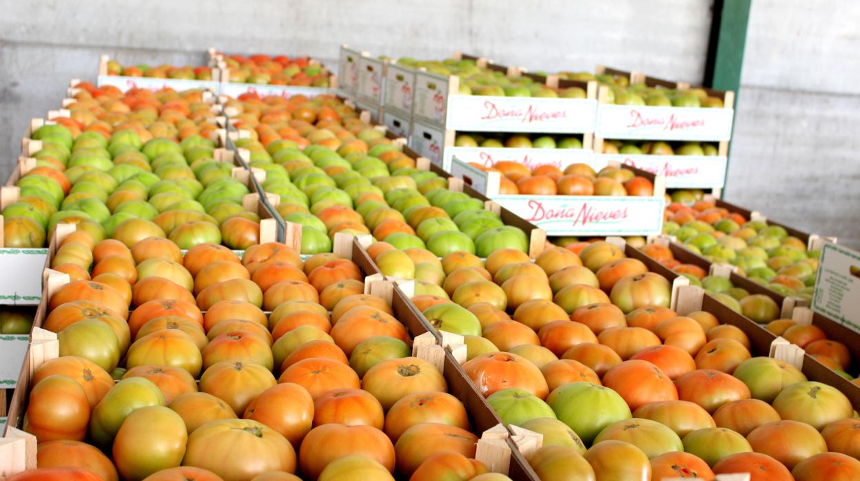 Este año se superarán los 12 millones de kilos