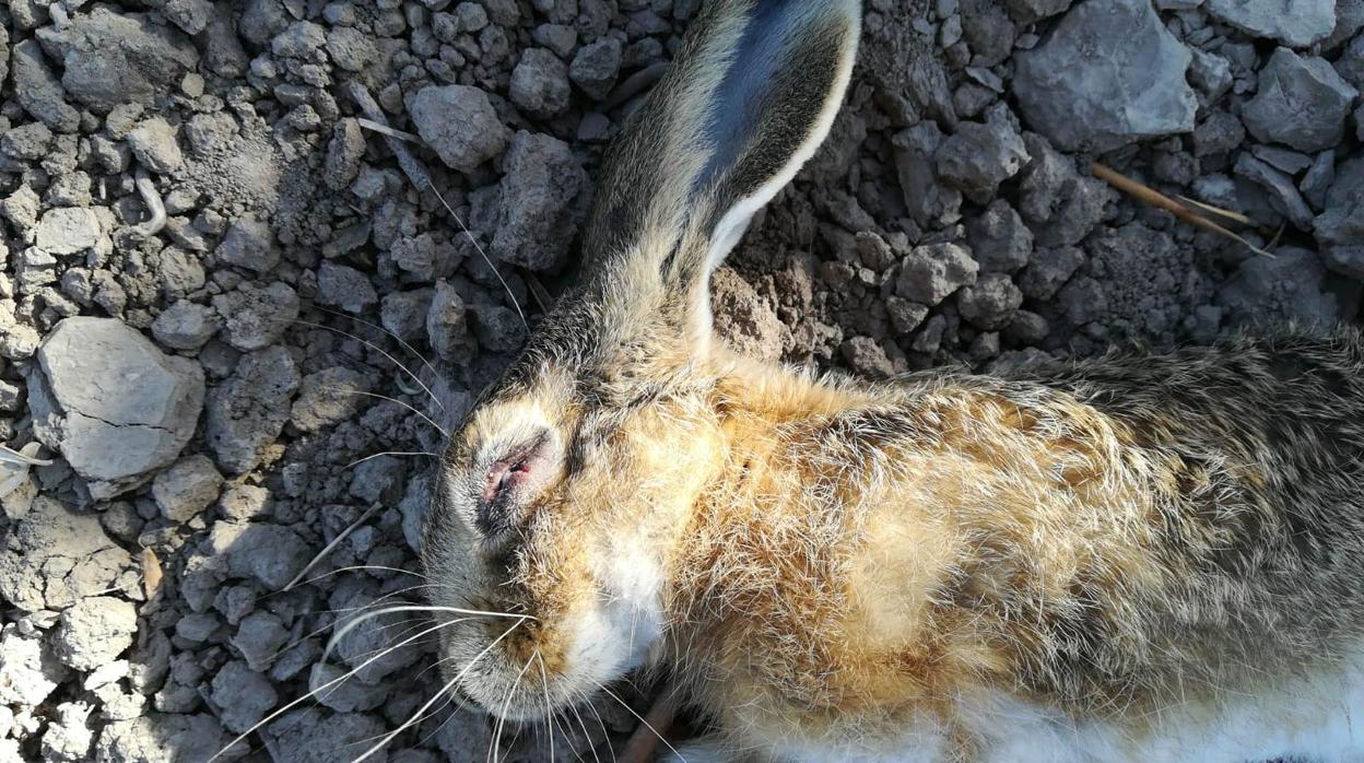 Un ejemplar de liebre afectada por mixomatosis encontrada este fin de semana en Arahal