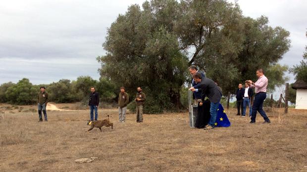 Liberado un nuevo ejemplar de lince ibérico en Doñana