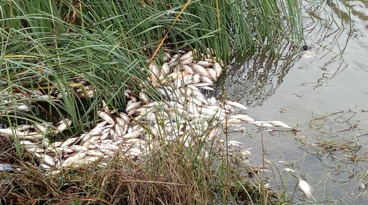 Ecologistas denuncian la aparición de peces muertos en el río Guadaira de Alcalá